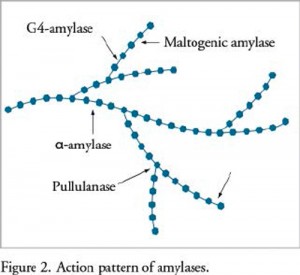 Figure 2: Action pattern of amylases (click for larger image, photo credit: Dupont)